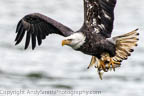 Sub-adult Bald EAgle AFer the Catch 3